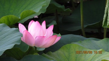 9D86E96C-32EC-43BD-98BC-968AD6C925DA/L0/001