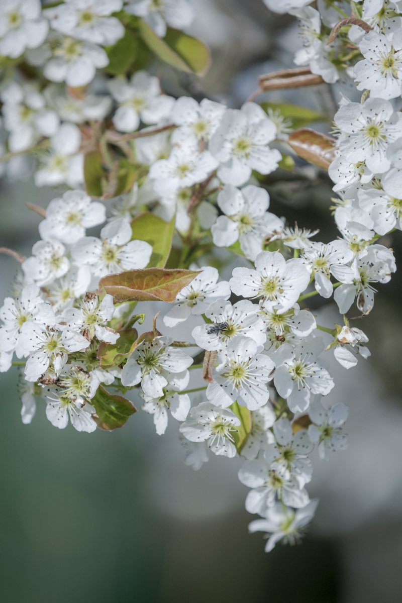 梨花又开放孝感市孝南区据说从国外引进的黄金梨树扎根到了武汉的黄陂