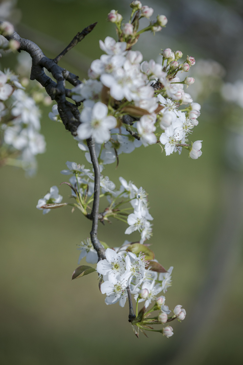 梨花又开放孝感市孝南区据说从国外引进的黄金梨树扎根到了武汉的黄陂