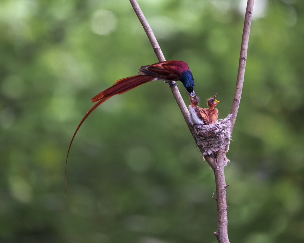 红绶带鸟哺雏图