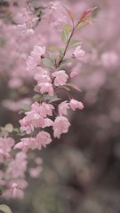 D2981B3C-194F-4A2E-A89E-EC6A3DF2702E/L0/001
