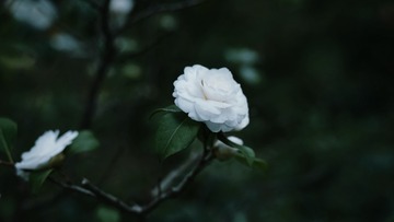 205894CF-1A21-492C-978F-0189A0B0200B/L0/001