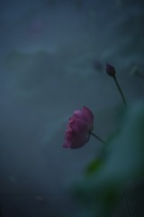 A7D3E171-33B1-40F9-9564-BCC323AF047A/L0/001