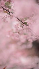 5FF279A9-E84E-47AF-AE9F-B70AB108FABC/L0/001