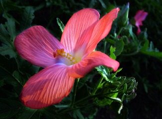 DSCF1763