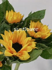 39B771A2-757B-415C-BB55-1CB78A1576A9/L0/001