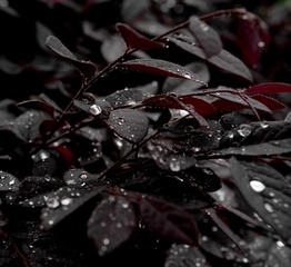D3B18362-520F-4933-A931-797DF42F3776/L0/001