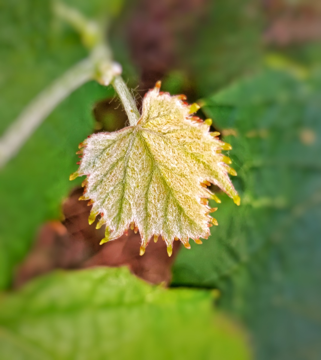 野葡萄叶 - 心雁 - 图虫