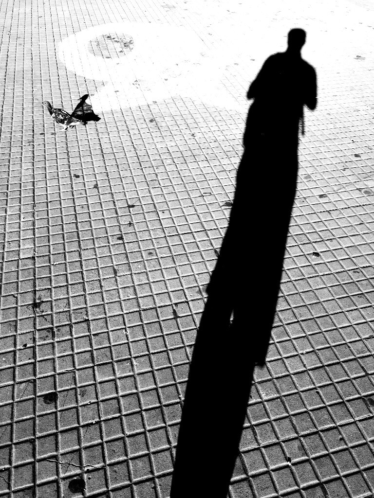 布宜诺斯艾利斯五月广场上的鸽子和我的影子。