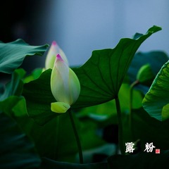 _MG_9680.jpg