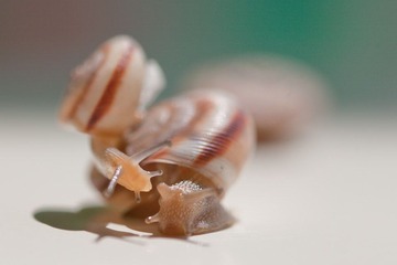 _MG_0214.jpg
