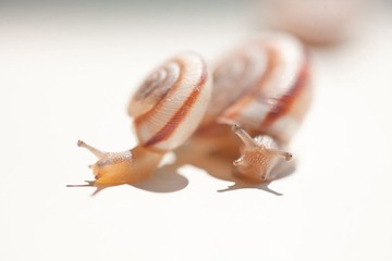 _MG_0218.jpg