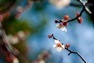 _MG_1074.jpg