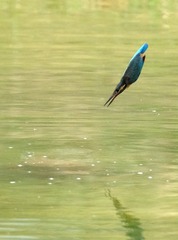 DSCF0789-1