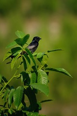 DSCF7906副本