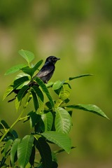 DSCF7905