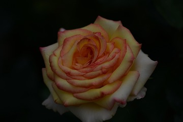 270C5986-3DF1-48B4-9DC8-E174C939646F/L0/001