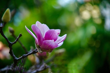 CC1C7547-A463-46CD-8F30-E0D905D5009F/L0/001