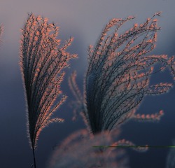4DD8BCFF-6FD1-4F3C-8844-2B0D168BCE9F/L0/001
