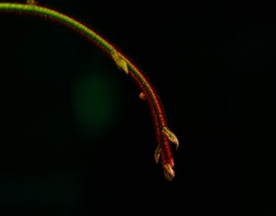 1000027716