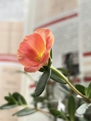 D6108C68-C3AE-43CD-971C-AD87FC7271F5/L0/001