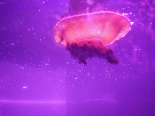 5F8CADC4-CE41-43E0-B85B-3F087862A5E1/L0/001