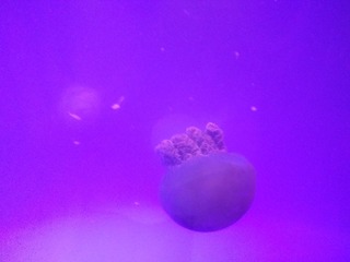 01920117-5238-41E0-A196-D48C066E4AA5/L0/001