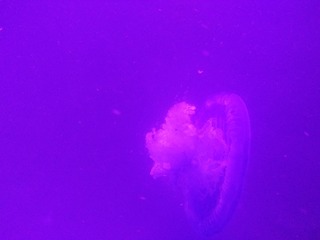 78564E62-1F27-41EC-846D-24A5851C6DC2/L0/001