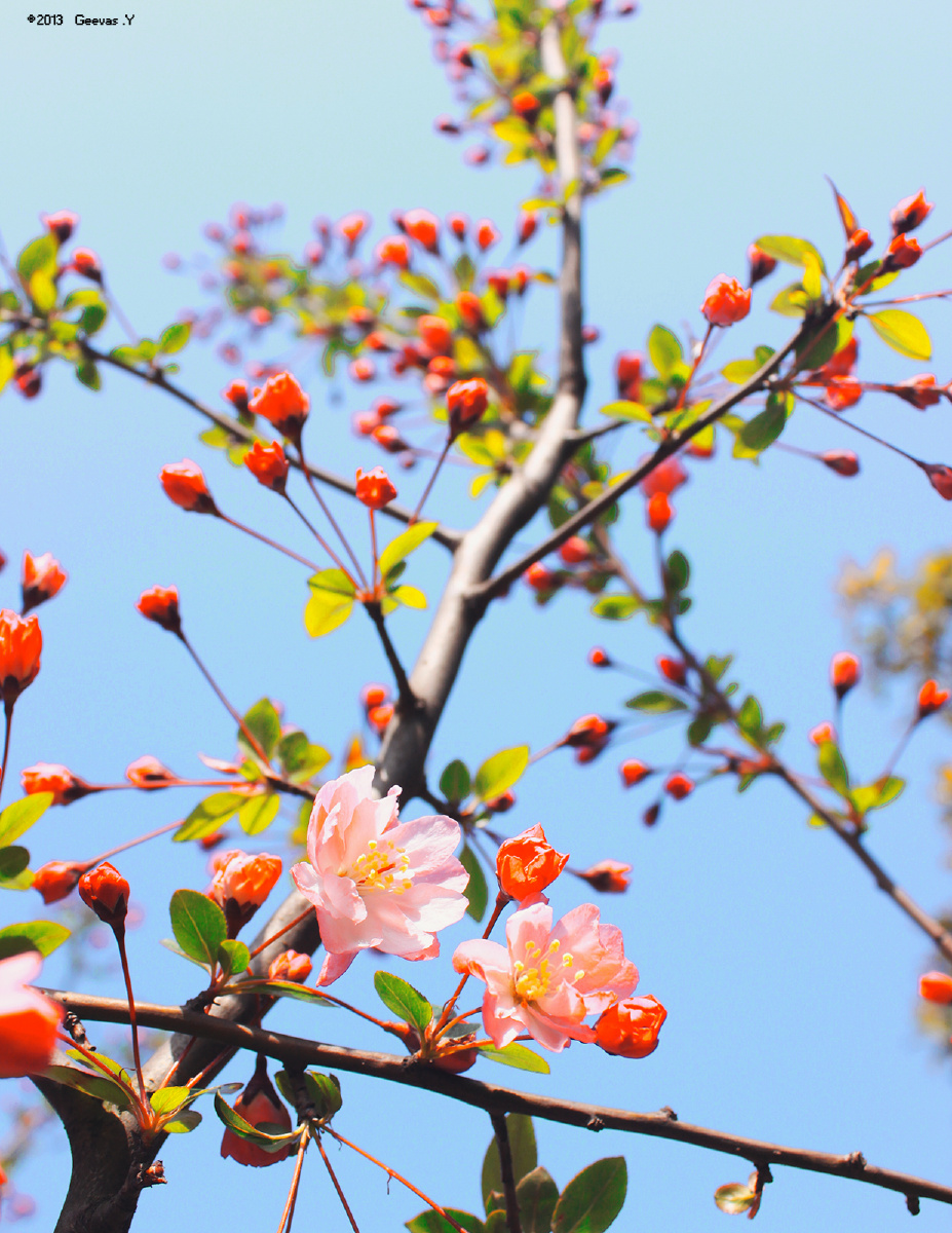 反正你早已枯死<br />
