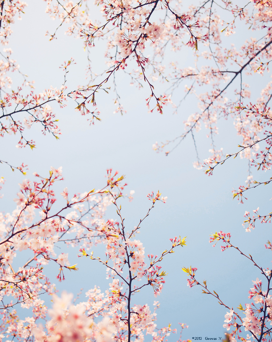 桜<br />
