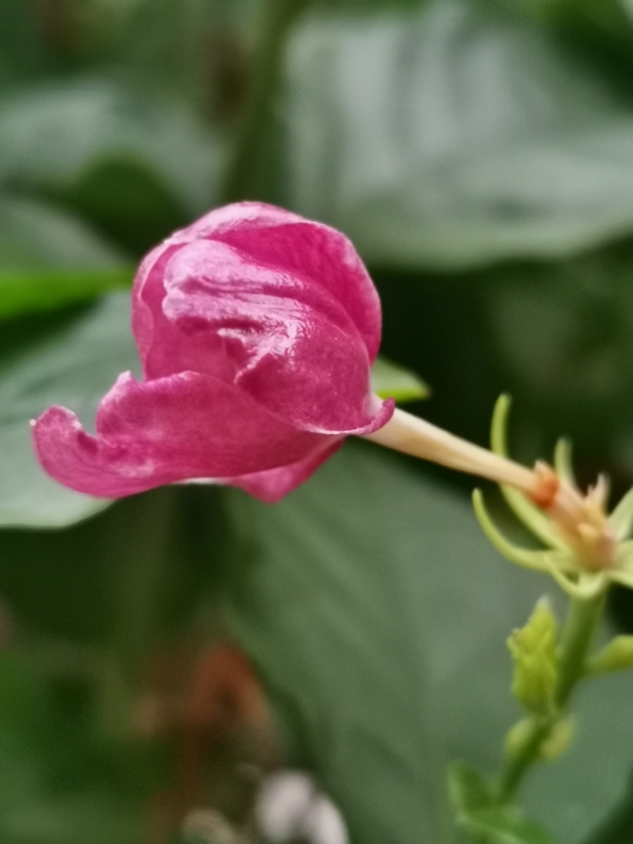 红茉莉花 - 摄影爱好者8816 - 图虫