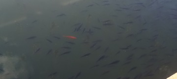 1000096921