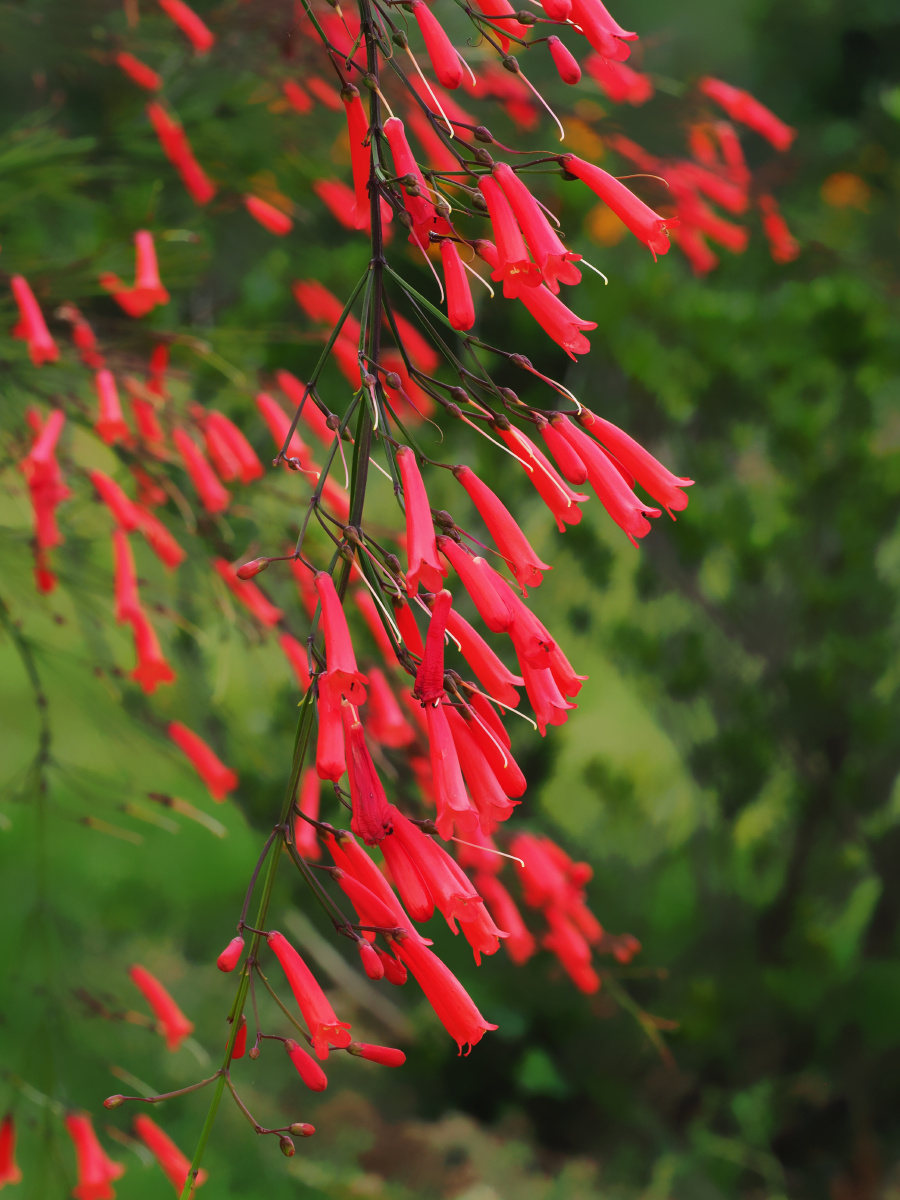 爆仗竹 - cq_liangping - 图虫