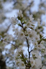 BB753D11-9713-442D-B129-F3B23480B929/L0/001