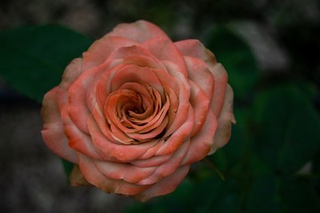 8581AFE4-D677-486D-80D4-8E3B093054EC/L0/001