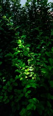 5D3853FF-B8E0-4CE4-8E61-1C7A2CD526DD/L0/001
