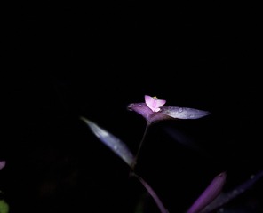 D0C83996-623A-4E03-9235-7DD2795AD562/L0/001