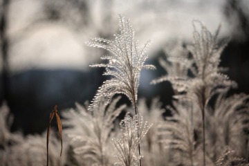 芦苇花竞放