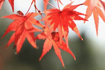 荷花池公园