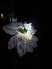 62AB38F5-A1DD-4E0B-93EF-81874A932EBB/L0/001