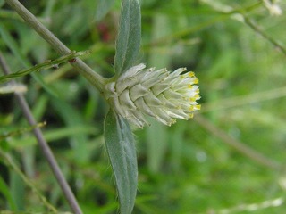 P4300029.JPG