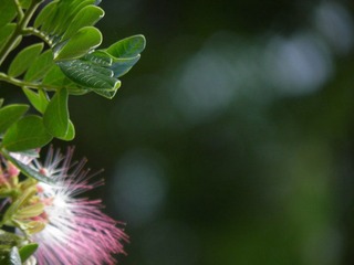 P4300034.JPG