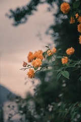 338E65C2-0EC6-44B8-8CAC-65B8B3C9187A/L0/001