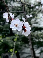 6860DF60-05AA-4E37-B842-46D7A4FD434E/L0/001