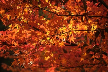0C2D4B97-757B-4A79-B3D5-CDDB2760CEEA/L0/001