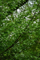 66982885-31D5-4EDA-9ADD-CA766E250D9F/L0/001