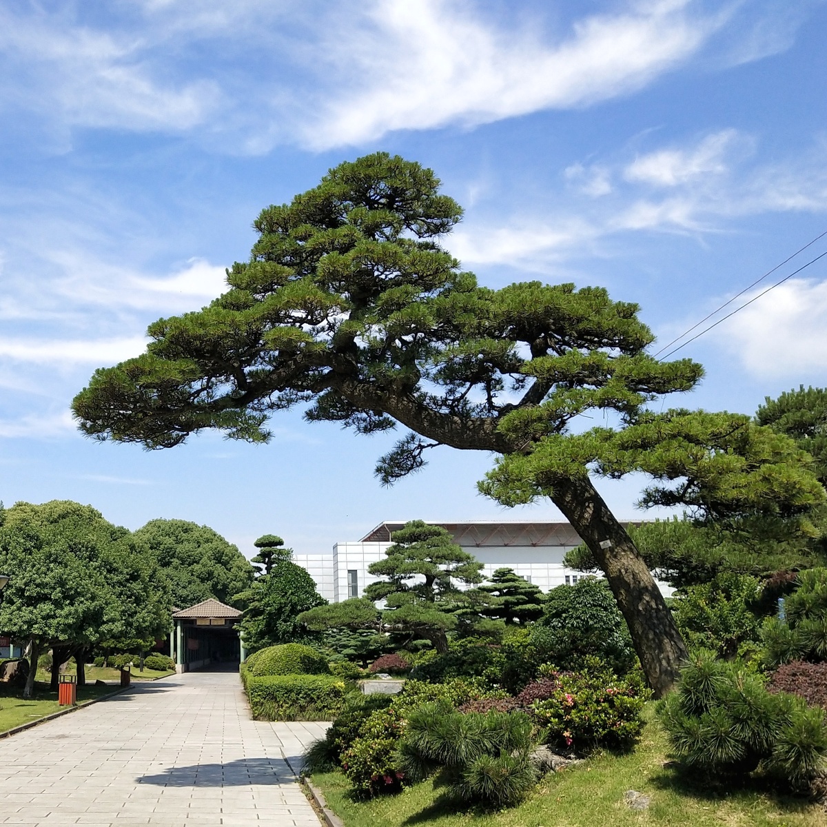 大型罗汉松盆景,寓意:轻松常在.太阳雨1关注