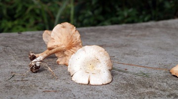 DSC00146.jpg