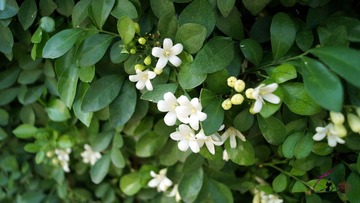 DSC00287.jpg