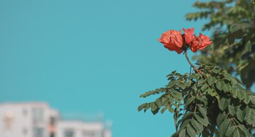 D09D07F0-0850-445B-A9D6-0DD1DAE6C443/L0/001